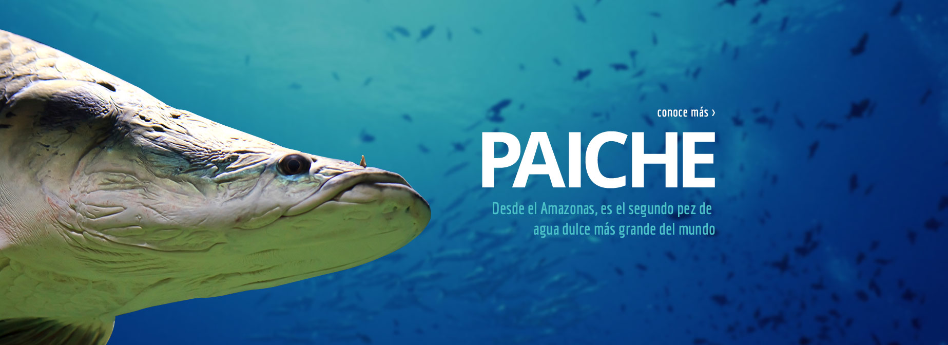 PAICHE - Desde el Amazonas, es el segundo pez de agua dulce más grande del mundo